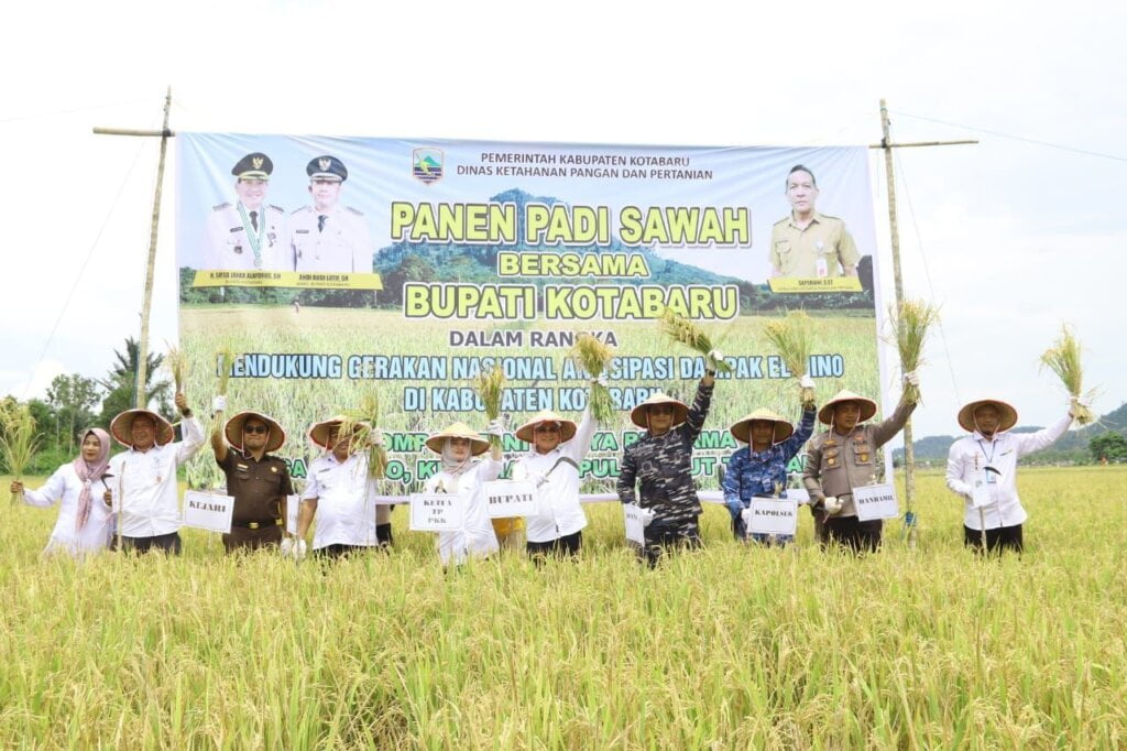 Panen Raya Padi Sawah Di Desa Salino Kecamatan Pulau Laut Tengah